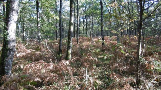 Fougères en sous-bois