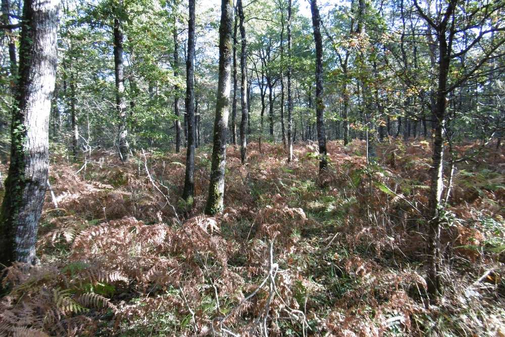 Fougères en sous-bois